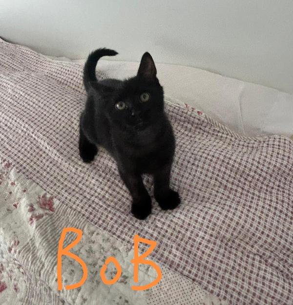 Bob e Bea  Foto 8
